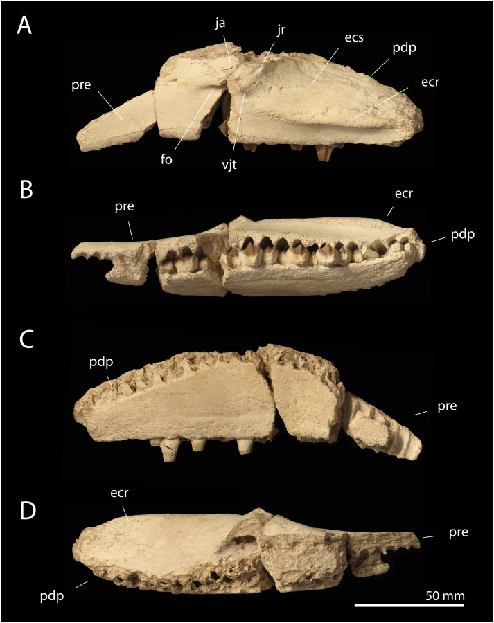 Ajnabia jaw and teeth fossil. (Longrich et al., Cretaceous Research, 2020)