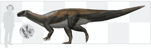 Hypothetical reconstruction of the Ipswich sauropodomorph dinosaur, alongside an 3D orthographic image of one of the fossilised tracks form the Rhondda colliery, with a 1.8m person for scale. Credit: Anthony Romilio
