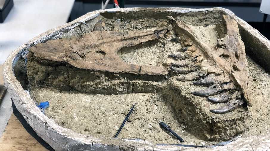 If this is in fact the upper jaw of a baby T. rex, it would be the most preserved and most complete specimen among those ever found in Montana's Hell Creek.  UNIVERSITY OF KANSAS