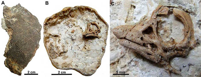 A titanosaur embryo was discovered perfectly preserved inside its egg. (University of Manchester)