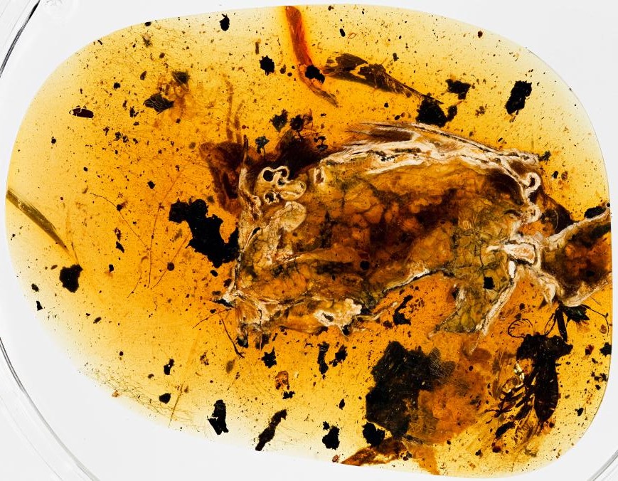 The amber containing the dinosaur-era bird had been polished partway through the body, allowing researchers to peer inside the skull and chest cavity and chemically map its exposed soft tissues. PHOTOGRAPH BY R.C. MCKELLAR, ROYAL SASKATCHEWAN MUSEU