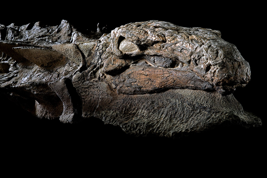 The right side of the nodosaur's head still bears distinctive tile-like plates and a gray patina of fossilized skin. PHOTOGRAPH BY ROBERT CLARK, NATIONAL GEOGRAPHIC