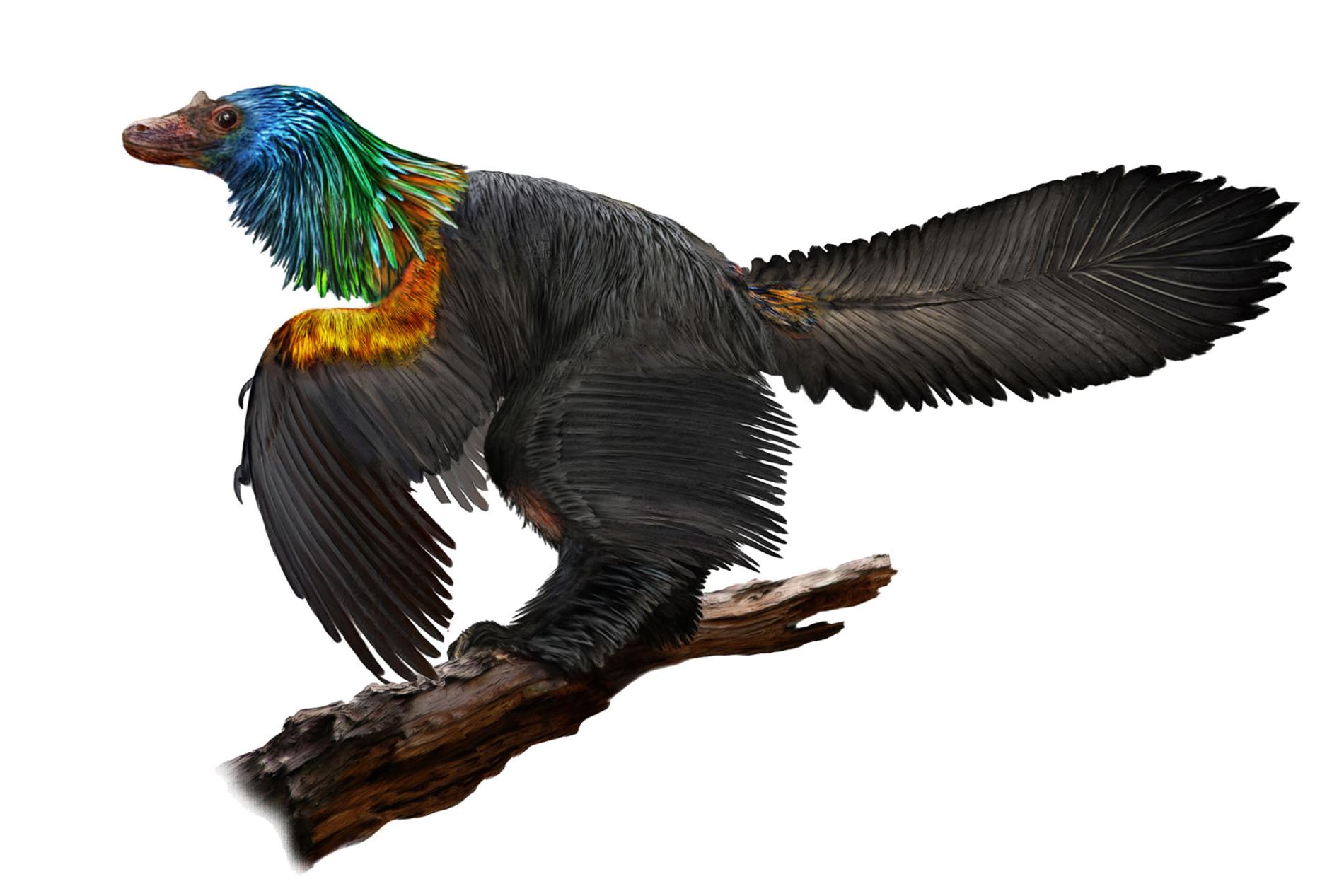 An artist's depiction of Caihong juji, a species of theropod dinosaur that lived 160 million years ago in what's now northeastern China.  ILLUSTRATION BY VELIZAR SIMEONOVSKI, THE FIELD MUSEUM