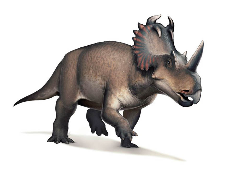 Centrosaurus had the first well-documented case of malignant bone cancer in a non-avian dinosaur. (Fred Wierum via Wikimedia Commons under CC BY-SA 4.0)