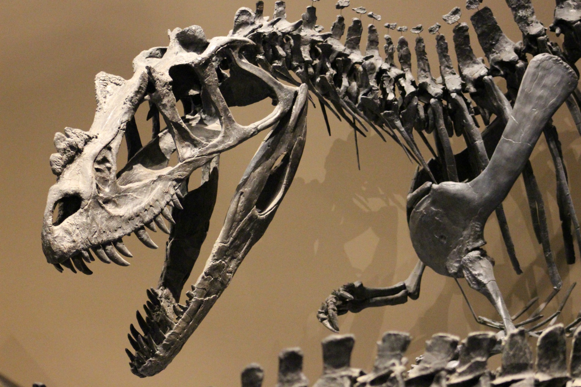 The large Ceratosaurus at the Natural History Museum of Utah. Photo by Brian Switek.