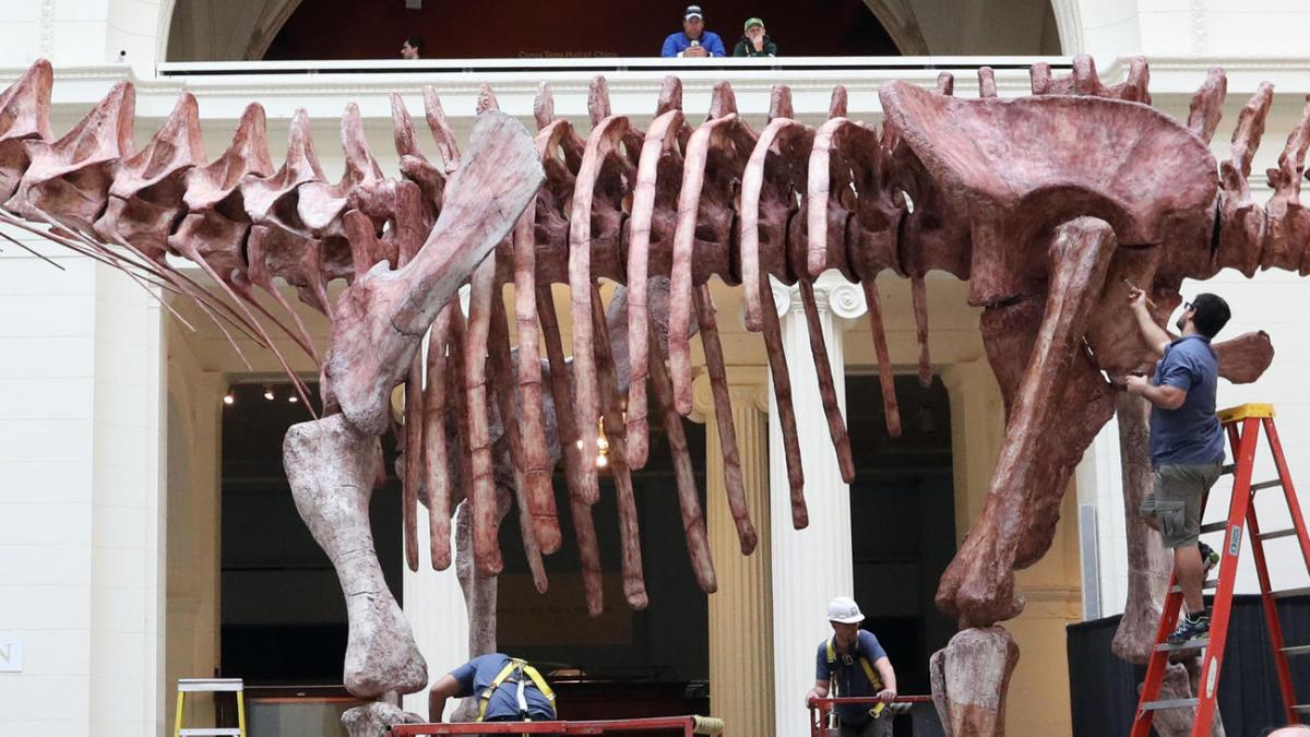 Workers re-paint the cast skeleton of a titanosaur named Máximo, one of the new enhancements to Stanley Hall on view on June 1, 2018, at the Field Museum. Chris Walker / Chicago Tribune 
