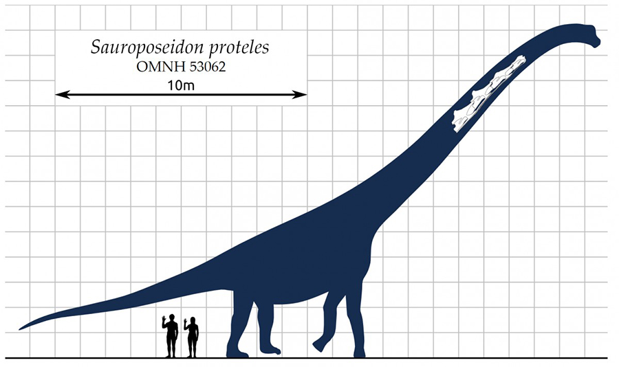 Scale diagram of Sauroposeidon, giant sauropod dinosaur genus from the Early Cretaceous. Image courtesy Wikimedia Commons.