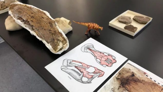 Portions of the skull of a duckbill dinosaur- Edmontosaurus – found this year in Saskatchewan. Ryan McKenna- Canadian Press)