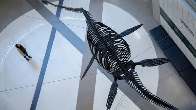 The 13-metre Elasmosaur seen from above. It inhabited a giant sea which covered most of the central area of continental North America. Although it lived among dinosaurs millions of years ago, it was a marine reptile (UBC Public Affairs)