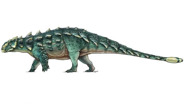 How the ankylosaur, Zuul crurivastator would have looked some 76 million years ago. It gets part of its name from the club at the end of its tail used as a defensive weapon. (ROM)