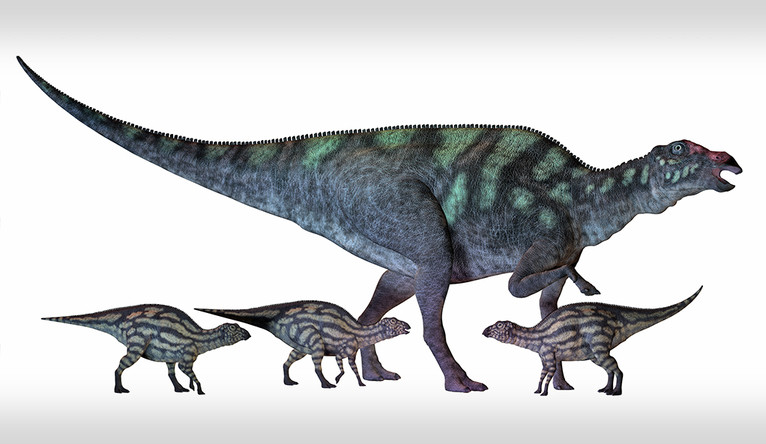 The Maiasaura were large duck-billed dinosaurs that lived in North America in the Cretaceous Era. An adult is shown here with several hatchlings. Image via Yale University.