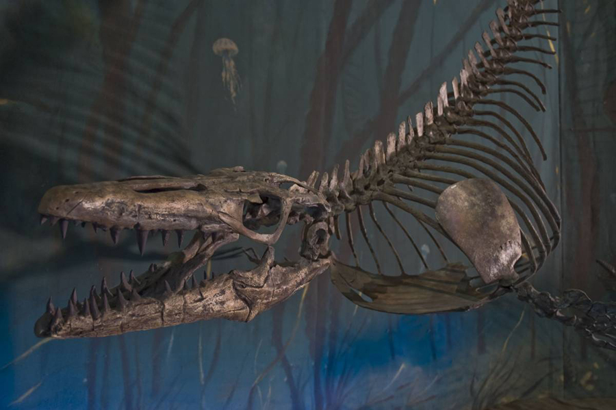 A Mosasaur on display at the Royal Tyrrell Museum of Palaeontology in Drumheller, Alta.  Courtesy Royal Tyrrell Museum of Palaeontology