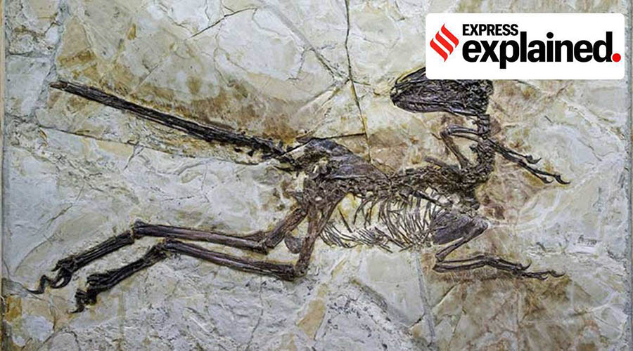 The picture released on Thursday July 16, 2015 is of the fossil of a new species of dinosaur named Zhenyuanlong suni. (AP file photo)
