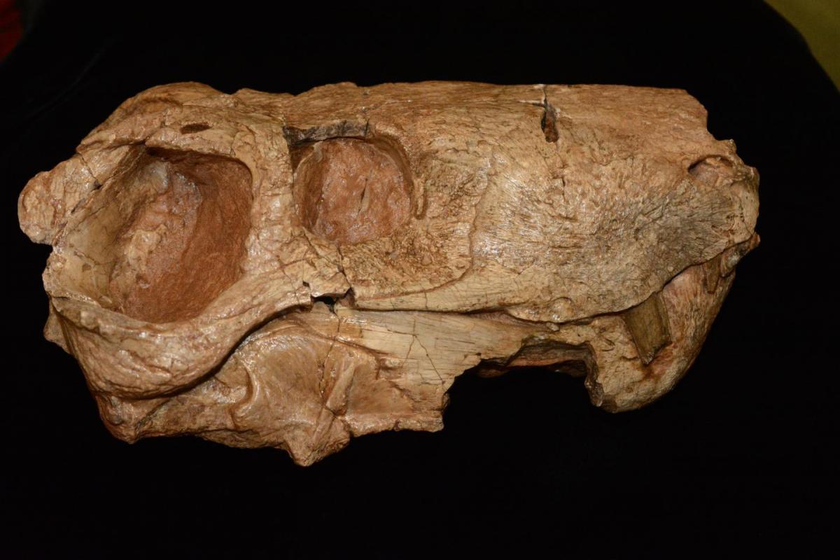 The skull of a gorgonopsian, a distant mammal relative and top predator during its pre-dinosaur era about 255 million years ago. This fossil was collected in 2009 in Zambia. This is not a dinosaur. CHRISTIAN SIDOR/UNIVERSITY OF WASHINGTON