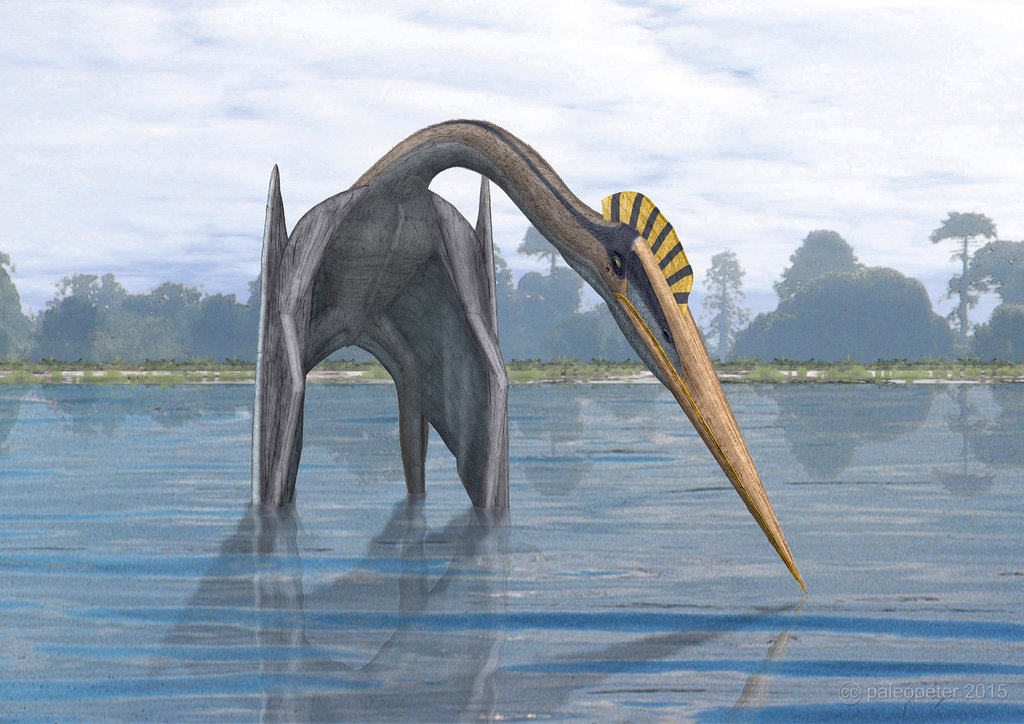 Hatzegopteryx thambema by paleopeter