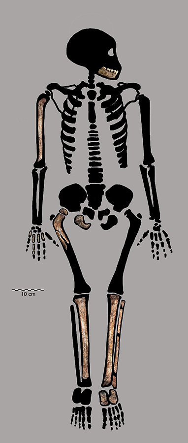 Homo naledi juvenile remains offers clues to how our ancestors grew up. Credit: Bolter et al. PLOS ONE 2020 (CC BY)