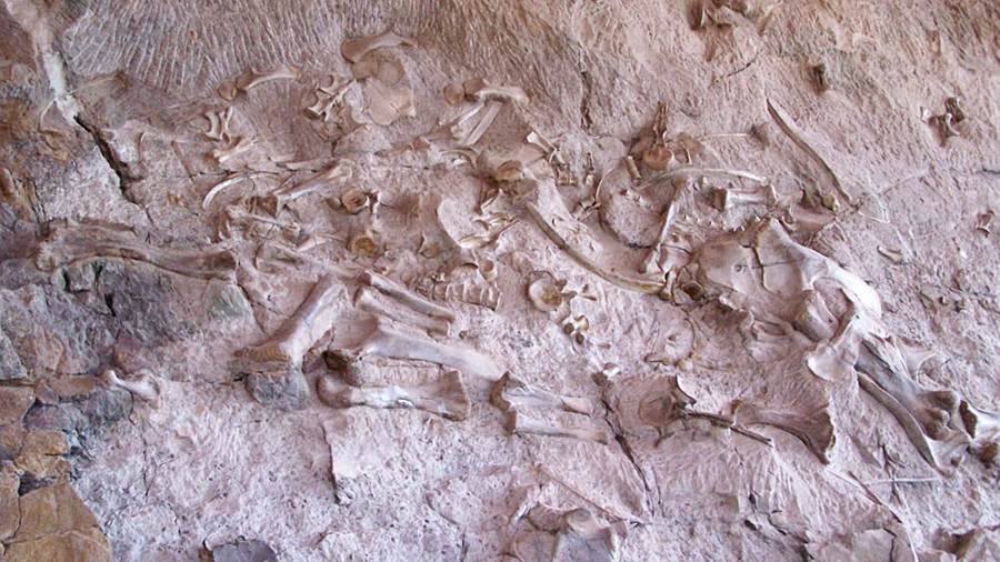 Dinosaur bones protrude from a sandstone quarry wall at Dinosaur National Monument. Dinosaur National Monument/National Park Service