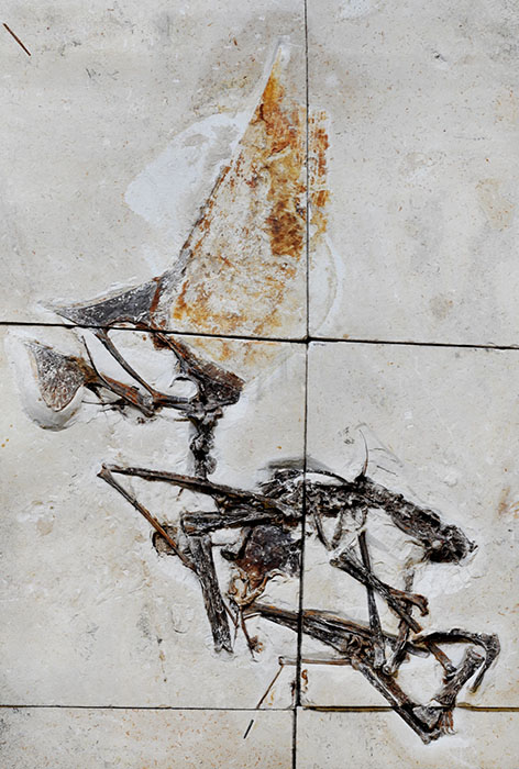 The remarkably well-preserved, almost complete and articulated specimen of Tupandactylus navigans from the Early Cretaceous Crato Formation of Brazil. Image credit: Beccari et al., doi: 10.1371/journal.pone.0254789.