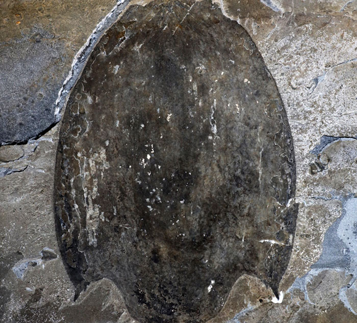 Titanokorys gainesi carapace. Image credit: Jean-Bernard Caron, Royal Ontario Museum.