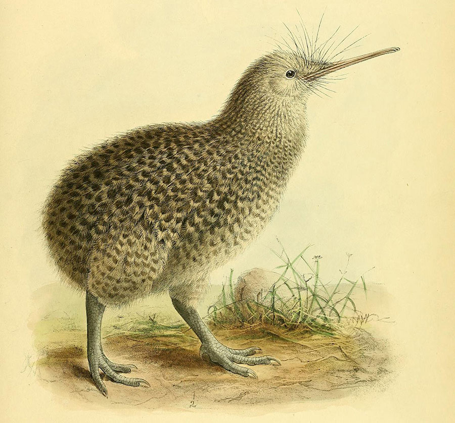 The little spotted kiwi (Apteryx owenii). Artwork by John Gerrard Keulemans, 1870s.