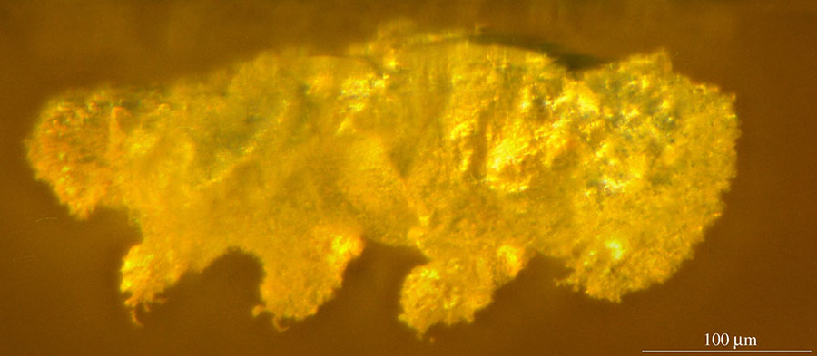 Paradoryphoribius chronocaribbeus photographed with transmitted light under stereomicroscope. Image credit: Mapalo et al., doi: 10.1098/rspb.2021.1760.