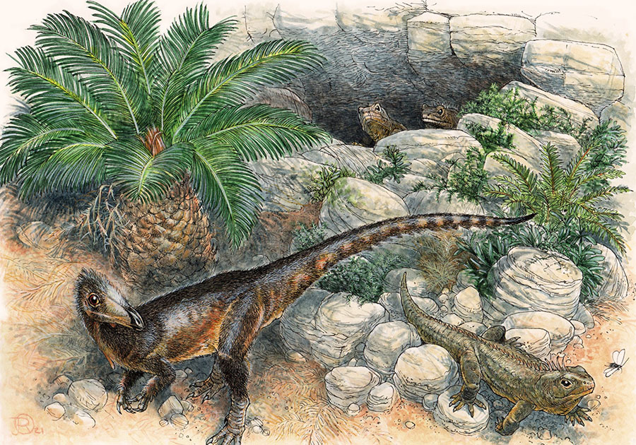 Life reconstruction of Pendraig milnerae among the fissures of Pant-y-ffynnon and three individuals of the rhynchocephalian lepidosaur Clevosaurus cambrica during the Late Triassic epoch. Image credit: James Robbins.