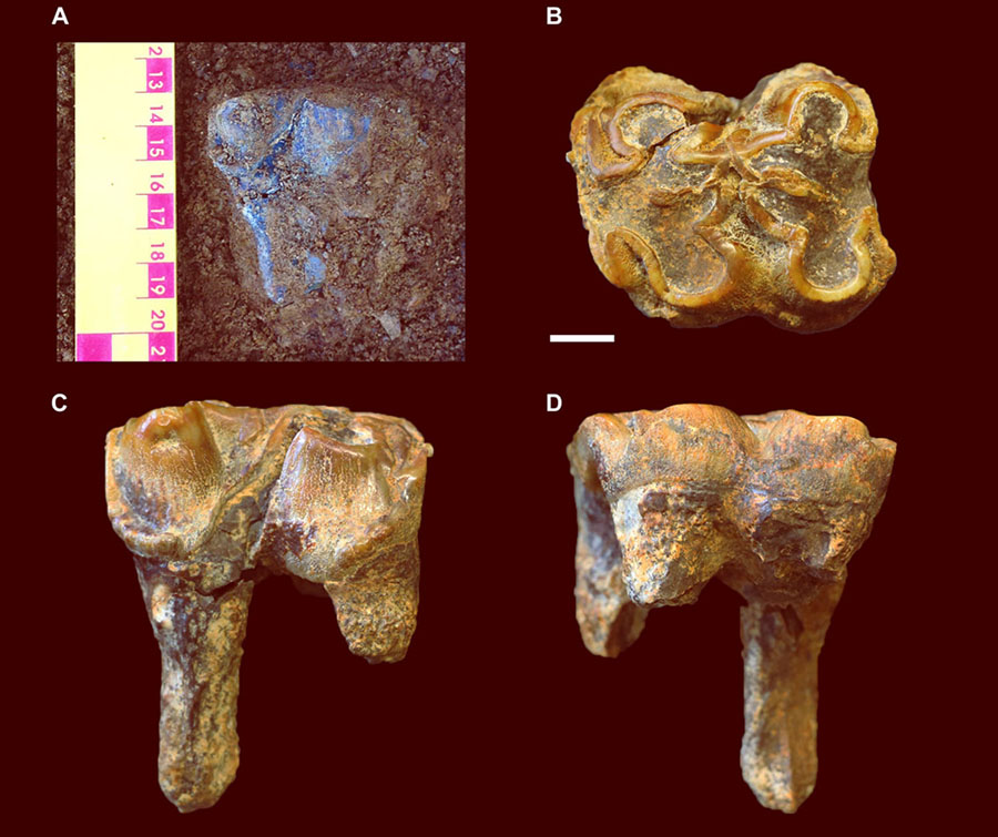 The left first upper molar of Hippopotamus antiquus from the Early Pleistocene Siliceous Member in Westbury Cave, Somerset, England. Image credit: Neil Adams / University of Leicester.