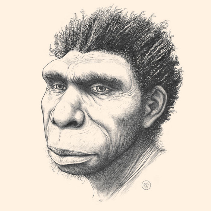 Homo bodoensis is an early Middle Pleistocene ancestor of Homo sapiens. Image credit: Ettore Mazza.