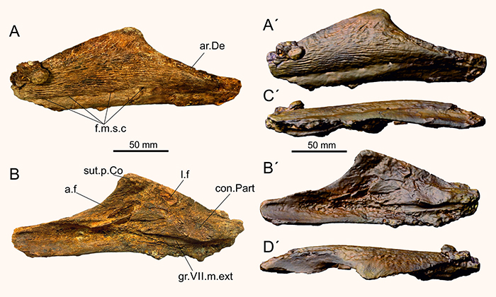 Photograph and surface rendering of left angular of Mawsonia sp. from the Woodbine Formation in lateral (A), medial (B), ventral (C) and dorsal (D) views. Abbreviations: a.f – adductor fossa; ar.De – articular surface for dentary; con.Part – contact surface with prearticular; f.m.s.c – openings of the mandibular sensory canal; gr.VII.m.ext – groove for external mandibular ramus of VII; l.f – longitudinal fossa; sut.p.Co – sutural contact surface with principal coronoid. Image credit: Cavin et al., doi: 10.1371/journal.pone.0259292.