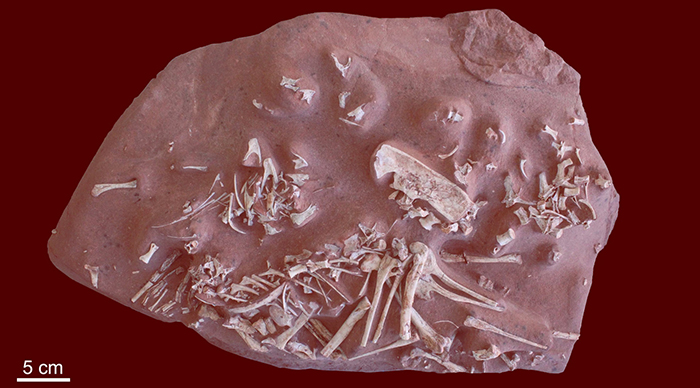 Holotype of Berthasaura leopoldinae. Image credit: de Souza et al., doi: 10.1038/s41598-021-01312-4.