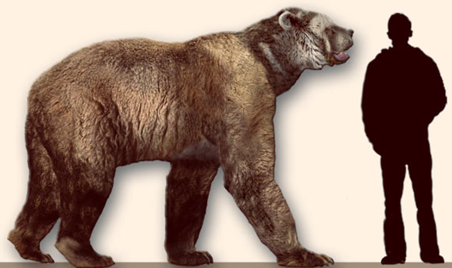 Reconstruction of the giant, short-faced North American bear Arctodus simus. Image credit: Daniel Reed / CC BY-SA 3.0.