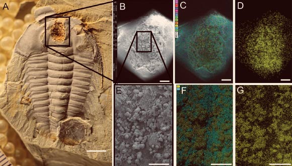 Spherical aggregates of iron oxide in crop of Redlichia mansuyi: (A) photograph of entire specimen; (B) SEM image of crop outlined in (A); (C) SEM image overlain by elemental mapping: Ti, Al (fuchsia), N, K (red), C (dark blue), Cu (pink), S (violet), P (light blue), Ca (blue-green), Na (yellow-green), Mg (orange), Fe (yellow), Si (cyan), O (green); (D) elemental map of just iron in area shown in B and C; (E) SEM image of area outlined in (B); (F) SEM image overlain by elemental mapping: Fe (yellow), Si (cyan); (G) elemental map of iron in area shown in E and F. Scale bar for (A) – 5 mm, for (B-D) – 1 mm, for (E-G) – 500 microns. Image credit: Hopkins et al, doi: 10.1371/journal.pone.0184982.