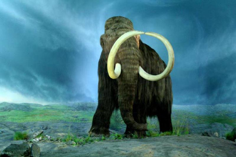 The woolly mammoth (Mammuthus primigenius) at the Royal BC Museum, Victoria, British Columbia. Image credit: Tracy O / CC BY-SA 2.0.
