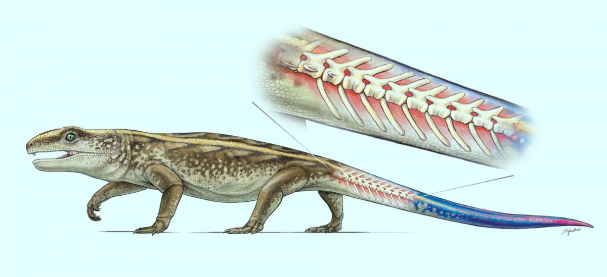 This is an illustration of Captorhinus, a captorhinid reptile that lived during the Permian period, showing breakable tail vertebrae. Image credit: Robert Reisz.