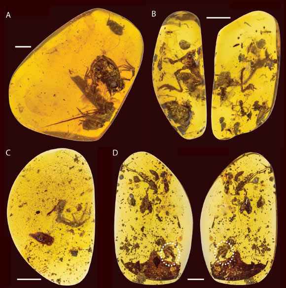 Photographs of four fossil frog specimens referred to Electrorana, including the holotype (A) and three additional specimens (B-D); specimens in (B) and (D) are presented with two views of the amber specimen and the oval in (D) indicates the presence of the frog specimen. Scale bars – 5 mm. Image credit: Xing et al, doi: 10.1038/s41598-018-26848-w.