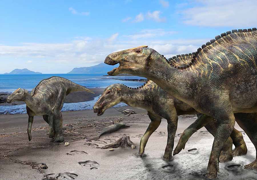 Life reconstruction of Kamuysaurus japonicus with a carcass of a mosasaur (Phosphorosaurus ponpetelegans), a sea turtle (Mesodermochelys undulates), and shells of ammonoids (Patagiosites compressus and Gaudryceras hobetsense) and bivalves (Nannonavis elongatus) on the beach. Image credit: Kobayashi et al, doi: 10.1038/s41598-019-48607-1.