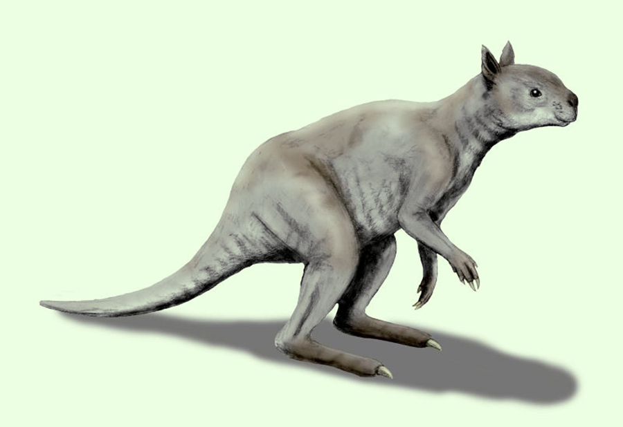 Simosthenurus occidentalis. Image credit: Nobu Tamura, spinops.blogspot.com / CC BY 3.0.