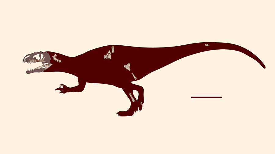 Skeletal reconstruction of Siamraptor suwati. Scale bar – 1 m. Image credit: Chokchaloemwong et al, doi: 10.1371/journal.pone.0222489.