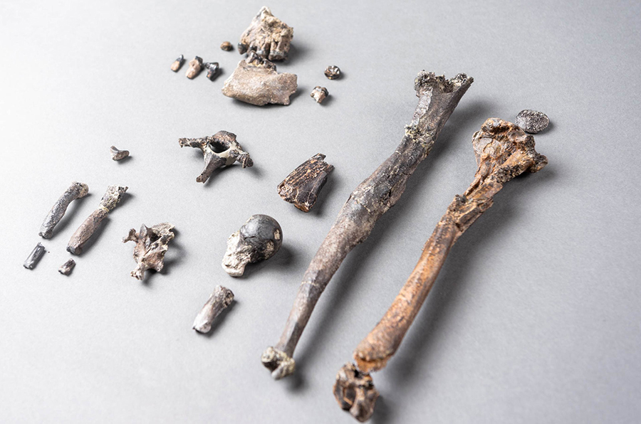 The bones from the skeleton of a male Danuvius guggenmosi. Image credit: Christoph Jäckle.