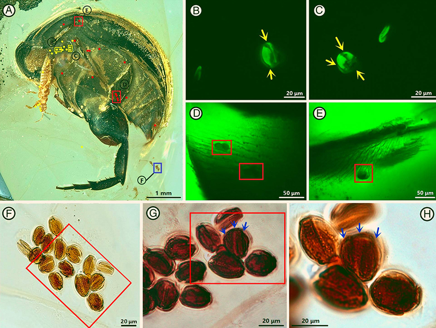 Angimordella burmitina and tricolpate pollen grains: (A) pollen grains attached to the body are indicated by red dots, unattached are indicated by yellow dots, clumped pollen are indicated by blue squares; (B-H) locations are highlighted in A; (B and C) pollen grains near the body; yellow arrows point to colpi; (D and E) pollen grains on the body; (F-H) clumped pollen grains; (G and H) locations are highlighted in F and G, respectively. Blue arrows point to colpi. Image credit: Bao et al, doi: 10.1073/pnas.1916186116.