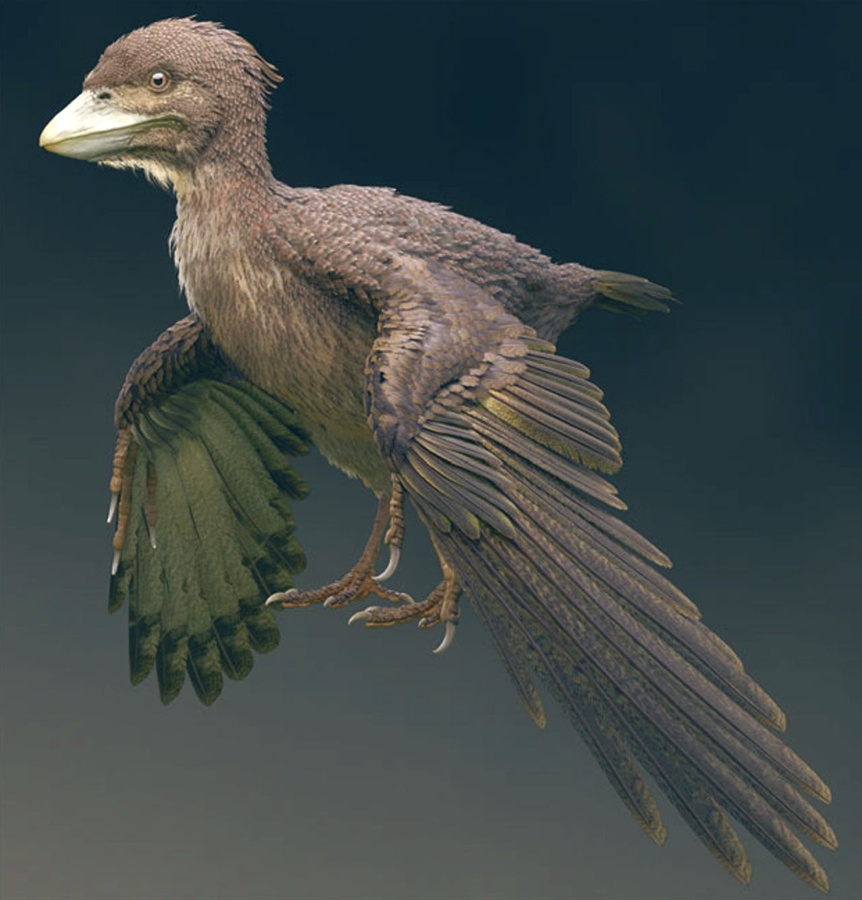 Life restoration of Fukuipteryx prima, a primitive bird that lived in what is now Japan about 120 million years ago. Image credit: Masanori Yoshida.