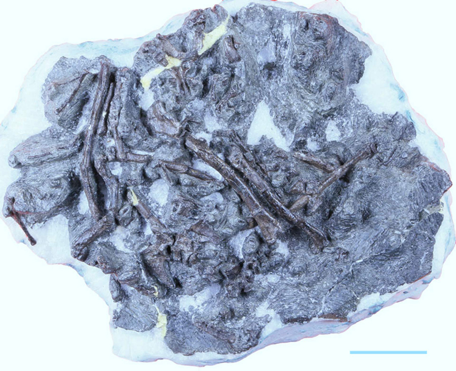 The partial skeleton of Fukuipteryx prima. Scale bar – 3 cm. Image credit: Imai et al, doi: 10.1038/s42003-019-0639-4.
