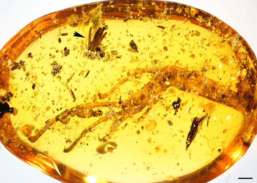 Overview of the Kachin amber specimen showing the close proximity of the myxomycete sporocarps (arrowhead) and the hind leg of an agamid lizard. Scale bar – 1 mm. Image credit: Rikkinen et al, doi: 10.1038/s41598-019-55622-9.