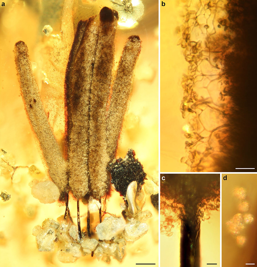 Fossil Stemonitis in Kachin amber: (a) general habitus of sporocarps; (b) surface of sporotheca, showing details of capillitium; (c) base of sporotheca, showing stalk continuing as a columella into the sporotheca; (d) detached spores. Scale bars – 200 µm in (a), 20 µm in (b), 10 µm in (c), and 5 µm in (d). Image credit: Rikkinen et al, doi: 10.1038/s41598-019-55622-9.