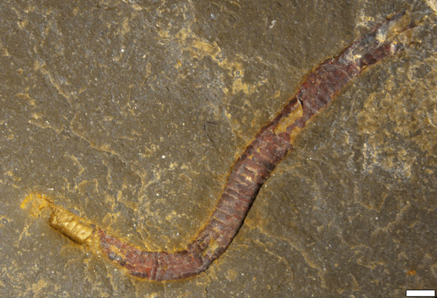 The fossilized cloudinomorph Costatubus bibendi from the Wood Canyon Formation, Nye County, Nevada, the United States. Image credit: Scale bar – 1 mm. Image credit: Selly et al, doi: 10.1080/14772019.2019.1623333 / Schiffbauer et al, doi: 10.1038/s41467-019-13882-z.