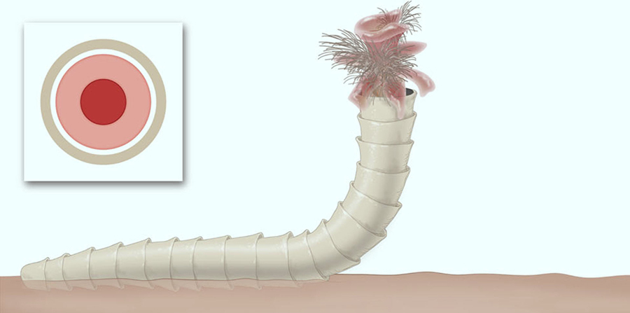 A cloudinomorph in hypothesized life position; external soft tissue hypothesized, modeled after siboglinid polychaete. Image credit: Stacy Turpin Cheavens / Schiffbauer et al, doi: 10.1038/s41467-019-13882-z.
