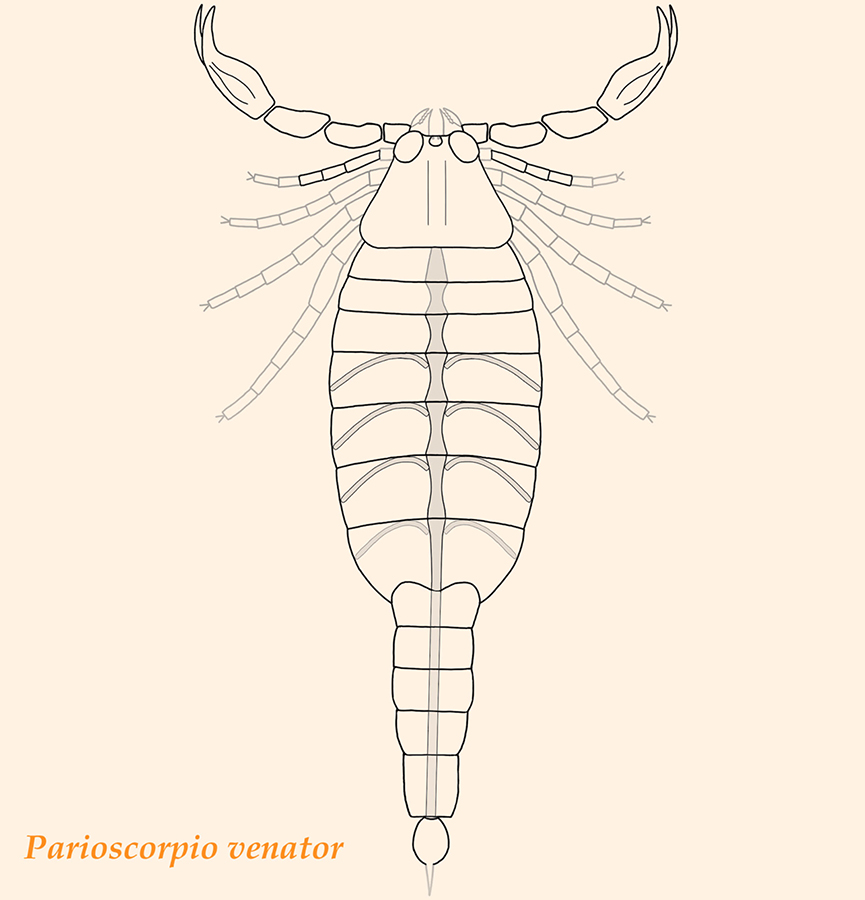 Reconstruction of Parioscorpio venator. Structures outlined in gray are inferred based on Proscorpius osborni. Structures highlighted with gray infilling are the preserved elements of the pulmonary-cardiovascular system. Image credit: Wendruff et al, doi: 10.1038/s41598-019-56010-z.