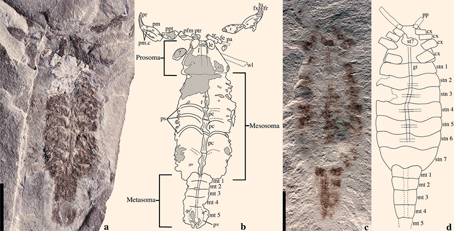 Parioscorpio venator from the Brandon Bridge Formation, Wisconsin, the United States. Scale bars – 5 mm. Image credit: Wendruff et al, doi: 10.1038/s41598-019-56010-z.