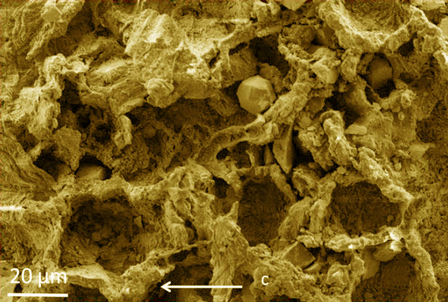 High-resolution SEM micrograph of the mycelium-like structures from the Mbuji-Mayi Supergroup, Democratic Republic of Congo. Image credit: Bonneville et al, doi: 10.1126/sciadv.aax7599.