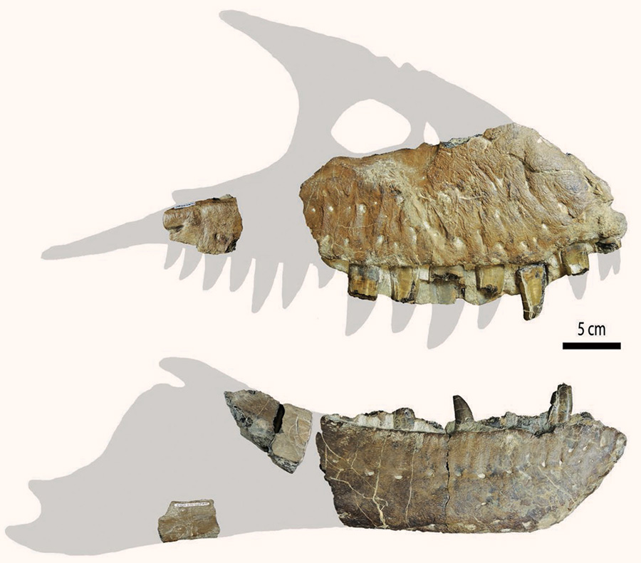 The jaw bones of Thanatotheristes degrootorum. Image credit: Jared Voris.